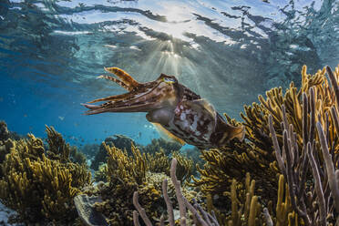Ausgewachsener Breitklumpentintenfisch (Sepia latimanus) am Riff der Insel Sebayur, Flores Meer, Indonesien, Südostasien, Asien - RHPLF01139