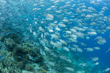 A school of bigeye trevally (Caranx sexfasciatus) on Sebayur Island, Flores Sea, Indonesia, Southeast Asia, Asia - RHPLF01140