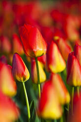 Tulips, North Holland, Netherlands, Europe - RHPLF01148