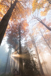 Light rays in a misty German forest in autumn, Baden-Wurttemberg, Germany, Europe - RHPLF01161