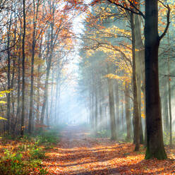 Enchanted autumn forest scene in Germany, Baden-Wurttemberg, Germany, Europe - RHPLF01162