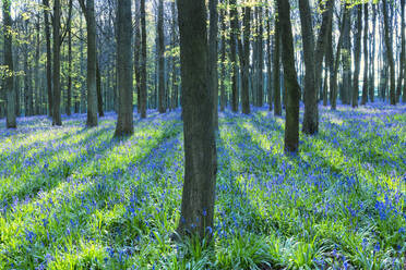 Alter Blauglockenwald im Frühling, Dockey Wood, Ashridge Estate, Berkhamsted, Hertfordshire, England, Vereinigtes Königreich, Europa - RHPLF01167