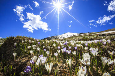 The sun illuminating the crocus blooming by the Cima della Rosetta with its peak still covered in snow, Lombardy, Italy, Europe - RHPLF01174