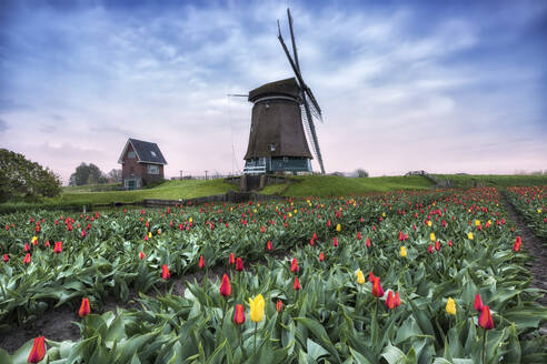 Blick auf vielfarbige Tulpenfelder und Windmühlen im Frühling, Berkmeer, Koggenland, Nordholland, Niederlande, Europa - RHPLF01191