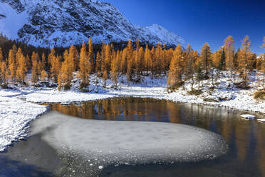 Rote Lärchen umrahmen den zugefrorenen Mufule-See, Malenco-Tal, Provinz Sondrio, Valtellina, Lombardei, Italien, Europa - RHPLF01198