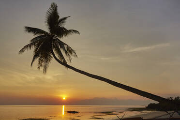 A sunset silhouette of a coconut palm at Paliton beach, Siquijor, Philippines, Southeast Asia, Asia - RHPLF01224