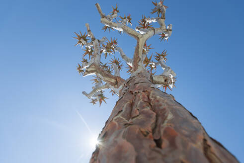 The Quiver Tree in Namibia gets its name from the San people who used the tubular branches to form quivers for their arrows, Karas Region, Namibia, Africa - RHPLF01235