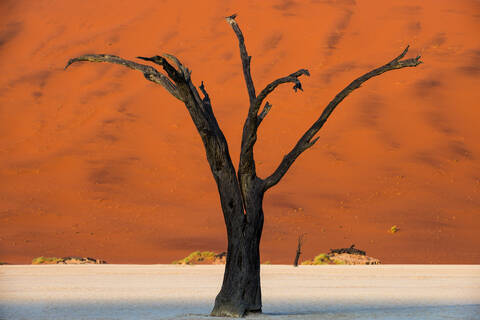 Abgestorbener Akazienbaum vor den Sanddünen am Deadvlei, Namib-Naukluft Park, Namibia, Afrika, lizenzfreies Stockfoto