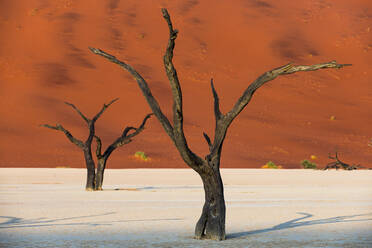 Abgestorbene Akazienbäume im Schatten der Sanddünen am Deadvlei, Namib-Naukluft Park, Namibia, Afrika - RHPLF01239