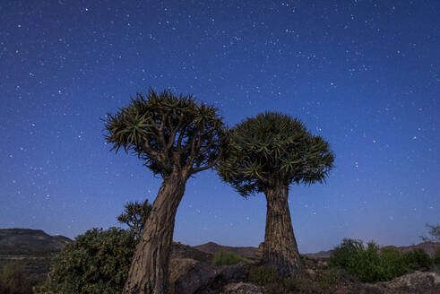 Köcherbäume (Kokerboom) (Aloe dichotoma) unter dem Nachthimmel bei Springbok, Nordkap, Südafrika, Afrika - RHPLF01240