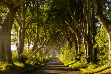 A road runs through the Dark Hedges tree tunnel at sunrise in Northern Ireland, United Kingdom, Europe - RHPLF01246