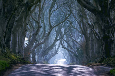 The Dark Hedges in North Ireland, Ballymoney, Ulster, Northern Ireland, United Kingdom, Europe - RHPLF01266