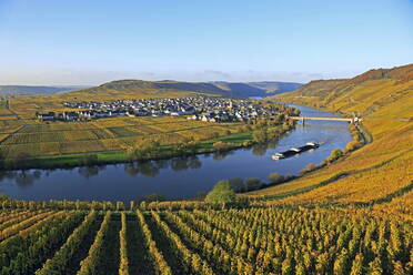 Vineyards near Trittenheim, Moselle Valley, Rhineland-Palatinate, Germany, Europe - RHPLF01273
