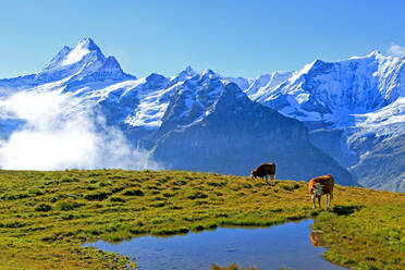 Blick von First auf Berner Alpen, Grindelwald, Berner Oberland, Kanton Bern, Schweiz, Europa - RHPLF01276