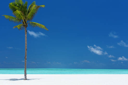 Palm tree and tropical beach, The Maldives, Indian Ocean, Asia - RHPLF01317
