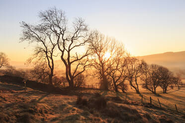 Nebeliger und frostiger Sonnenaufgang mit einer Baumgruppe im Winter, Castleton, Peak District National Park, Hope Valley, Derbyshire, England, Vereinigtes Königreich, Europa - RHPLF01371