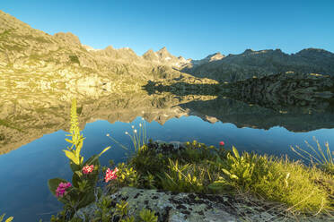 Die Rhododendren umrahmen das blaue Wasser des Lago Nero im Morgengrauen, Cornisello Pinzolo, Brenta-Dolomiten, Trentino-Südtirol, Italien, Europa - RHPLF01400