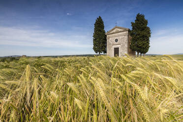 Ährenfelder auf den sanften grünen Hügeln des Val d'Orcia, UNESCO-Weltkulturerbe, Provinz Siena, Toskana, Italien, Europa - RHPLF01402