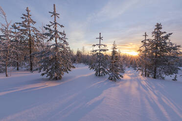 Die Lichter des arktischen Sonnenuntergangs beleuchten die verschneiten Wälder, Vennivaara, Rovaniemi, Region Lappland, Finnland, Europa - RHPLF01410