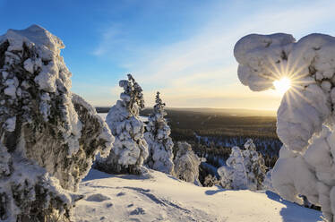 Sun and blue sky frame the the frozen tree branches in the snowy woods, Ruka, Kuusamo, Ostrobothnia region, Lapland, Finland, Europe - RHPLF01411