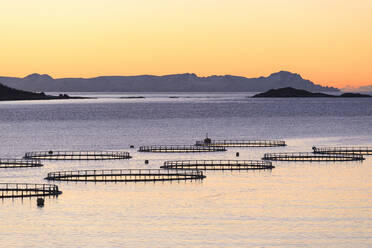 Sonnenuntergang beleuchtet die Fischbecken mit Kabeljau und Lachs im kalten Meer von Torsken, Senja, Troms, Norwegen, Skandinavien, Europa - RHPLF01414