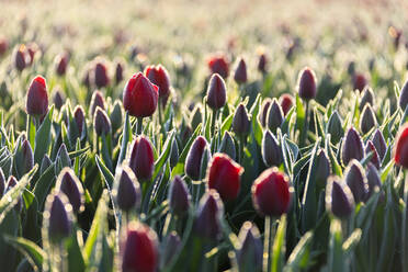 Nahaufnahme von blühenden roten Tulpen in der Landschaft von Berkmeer, Gemeinde Koggenland, Nordholland, Niederlande, Europa - RHPLF01420