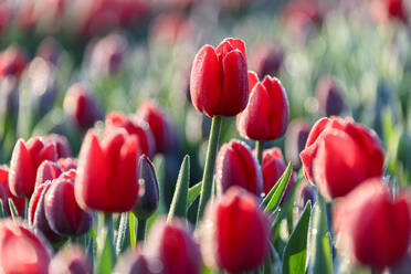 Nahaufnahme von blühenden roten Tulpen in der Landschaft von Berkmeer, Gemeinde Koggenland, Nordholland, Niederlande, Europa - RHPLF01421