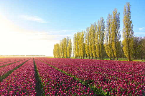 The blue sky at dawn and colourful fields of tulips in bloom surrounded by tall trees, De Rijp, Alkmaar, North Holland, Netherlands, Europe - RHPLF01423