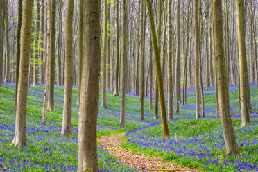 Blauglockenblüten (Hyacinthoides non-scripta) bedecken einen Laubbuchenwald im zeitigen Frühjahr, Halle, Flandern, Belgien, Europa - RHPLF01463