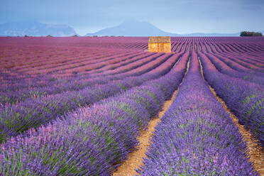 Haus in einem Lavendelfeld bei Sonnenuntergang, Plateau de Valensole, Alpes-de-Haute-Provence, Provence-Alpes-Cote d'Azur, Frankreich, Europa - RHPLF01493