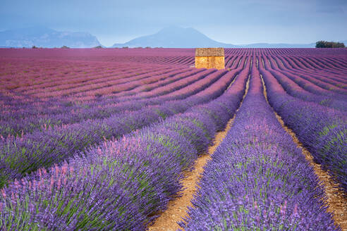 Haus in einem Lavendelfeld bei Sonnenuntergang, Plateau de Valensole, Alpes-de-Haute-Provence, Provence-Alpes-Cote d'Azur, Frankreich, Europa - RHPLF01493