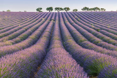 Lavendelreihen, Plateau de Valensole, Alpes-de-Haute-Provence, Provence-Alpes-Cote d'Azur, Frankreich, Europa - RHPLF01494
