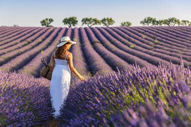 Frau mit Hut in Lavendelfeldern, Plateau de Valensole, Alpes-de-Haute-Provence, Provence-Alpes-Cote d'Azur, Frankreich, Europa - RHPLF01495