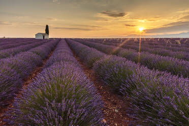 Ländliches Haus mit Baum in einer Lavendelkultur in der Morgendämmerung, Plateau de Valensole, Alpes-de-Haute-Provence, Provence-Alpes-Cote d'Azur, Frankreich, Europa - RHPLF01498