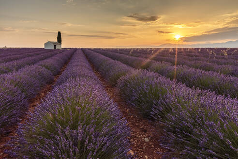 Ländliches Haus mit Baum in einer Lavendelkultur in der Morgendämmerung, Plateau de Valensole, Alpes-de-Haute-Provence, Provence-Alpes-Cote d'Azur, Frankreich, Europa - RHPLF01498