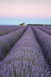 Ruinen in einem Lavendelfeld in der Morgendämmerung, Plateau de Valensole, Alpes-de-Haute-Provence, Provence-Alpes-Cote d'Azur, Frankreich, Europa - RHPLF01499