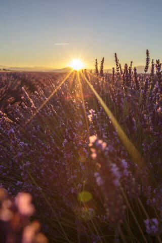 Sonnenaufgang über Lavendelfeldern, Plateau de Valensole, Alpes-de-Haute-Provence, Provence-Alpes-Cote d'Azur, Frankreich, Europa, lizenzfreies Stockfoto
