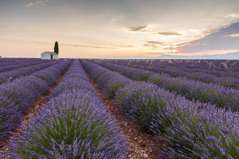 Ländliches Haus mit Baum in einer Lavendelkultur in der Morgendämmerung, Plateau de Valensole, Alpes-de-Haute-Provence, Provence-Alpes-Cote d'Azur, Frankreich, Europa - RHPLF01501