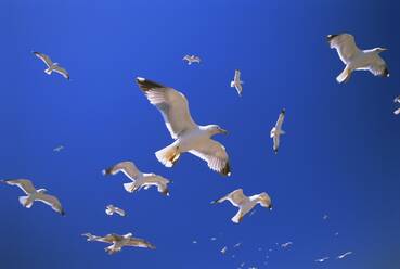 Seagulls in flight in a blue sky - RHPLF01547