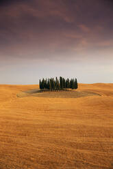 Cypress trees in Tuscan field, Val d'Orcia, Siena province, Tuscany, Italy - RHPLF01576