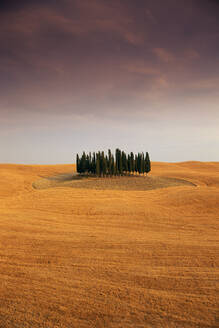 Zypressen in einem toskanischen Feld, Val d'Orcia, Provinz Siena, Toskana, Italien - RHPLF01576