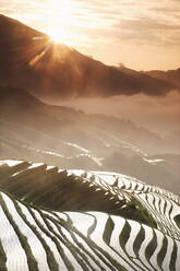 June sunrise, Longsheng terraced ricefields, Guangxi Province, China, Asia - RHPLF01583