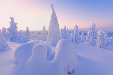 Sonnenaufgang auf gefrorenen Bäumen, Riisitunturi-Nationalpark, Posio, Lappland, Finnland, Europa - RHPLF01632