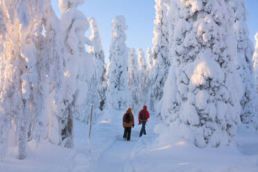 Hikers on path in the snowy woods, Riisitunturi National Park, Posio, Lapland, Finland, Europe - RHPLF01633