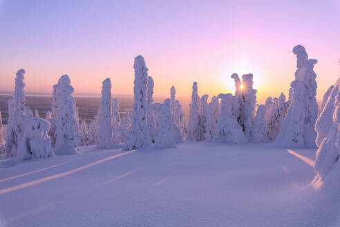 Rosa Sonnenaufgang auf gefrorenen Bäumen, Riisitunturi-Nationalpark, Posio, Lappland, Finnland, Europa - RHPLF01634