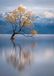 Wanaka Tree, Lake Wanaka mit den schneebedeckten Gipfeln des Mount Aspiring National Park, Otago, Südinsel, Neuseeland, Pazifik - RHPLF01664