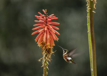 Kolibri-Kolibri, La Montana, Salento, Departement Quindio, Kolumbien, Südamerika - RHPLF01688