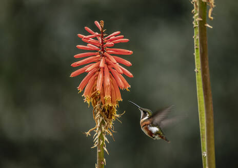 Kolibri-Kolibri, La Montana, Salento, Departement Quindio, Kolumbien, Südamerika - RHPLF01688