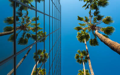 Palmen und Glasgebäude, Blick aus der Froschperspektive, Hollywood, Los Angeles, Kalifornien, Vereinigte Staaten von Amerika, Nordamerika - RHPLF01726