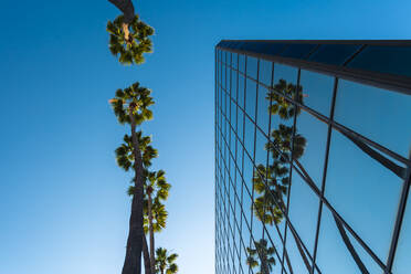 Palmen und Glasgebäude, Blick aus der Froschperspektive, Hollywood, Los Angeles, Kalifornien, Vereinigte Staaten von Amerika, Nordamerika - RHPLF01727